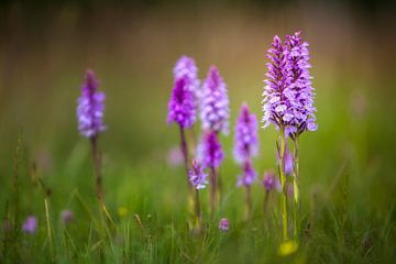 Parse Orchidée tachetée dans l'herbe verte
