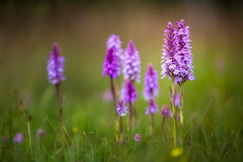 Parse Gevlekte orchis in groen gras
