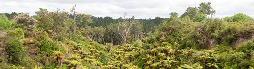 Nieuw Zeeland natuur