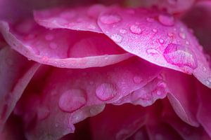 Une pluie fraîche