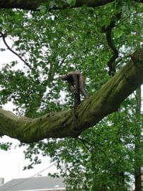 Hoog in de boom is er iets wat je moet zien von Alex Hilligehekken, verhalen verteller met foto's