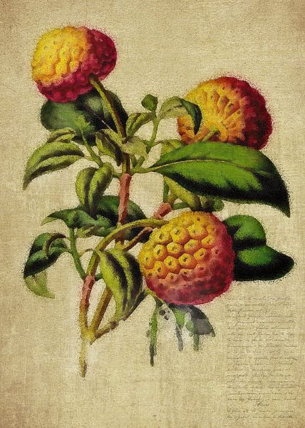 Pommes de pin - Dessin antique de pommes de pin par Jan Keteleer