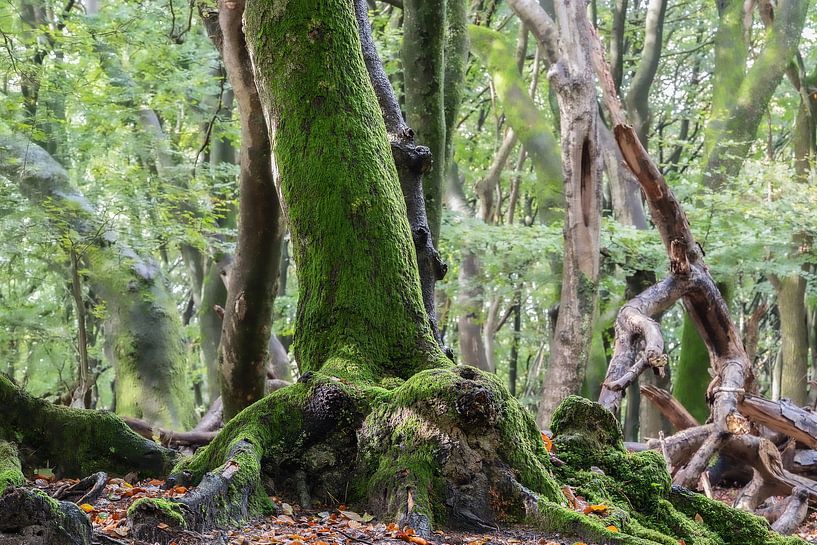 arbre dansant par Frankje Huisman