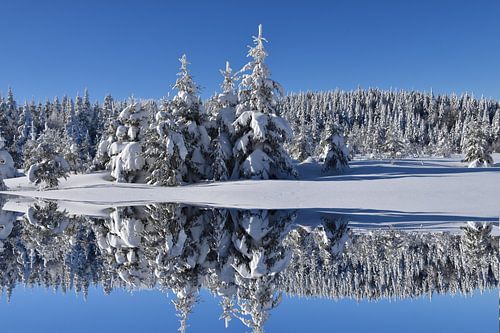 Eerste sneeuw op het bos