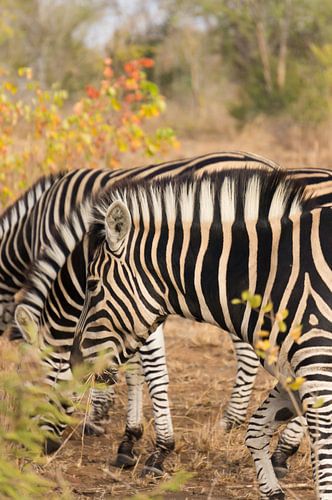 Zebras grazing in the Kruger Park