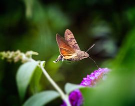 Flying hummingbird hawk moth by ManfredFotos