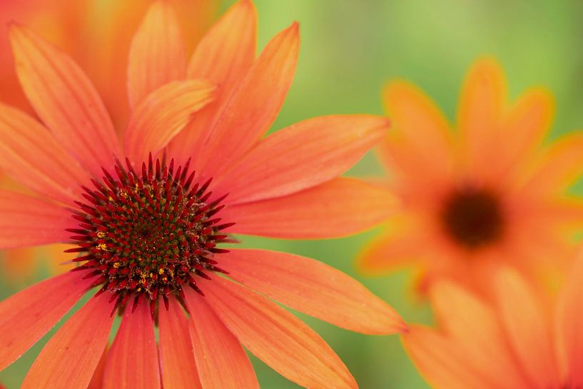 Blumen (orangefarbene Gerbera mit grünem Hintergrund) von Cocky Anderson