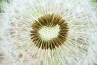 Dandelion Puffball Seed Head by Iris Holzer Richardson thumbnail