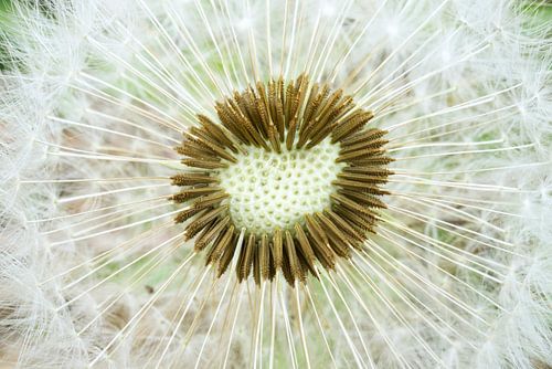 Paardenbloem Puffball Seed Head