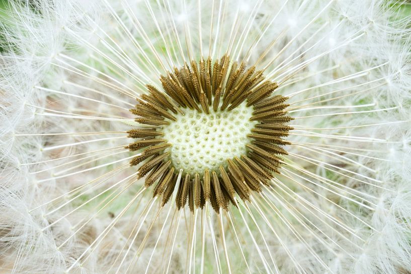 Dandelion Puffball Seed Head by Iris Holzer Richardson