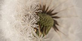 Panorama rural : derrière les apparences sur Marjolijn van den Berg