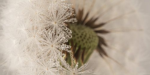 Landelijk panorama: Achter de pluisjes