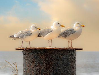 Trio Larus