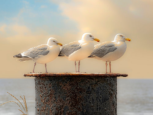 Trio Larus
