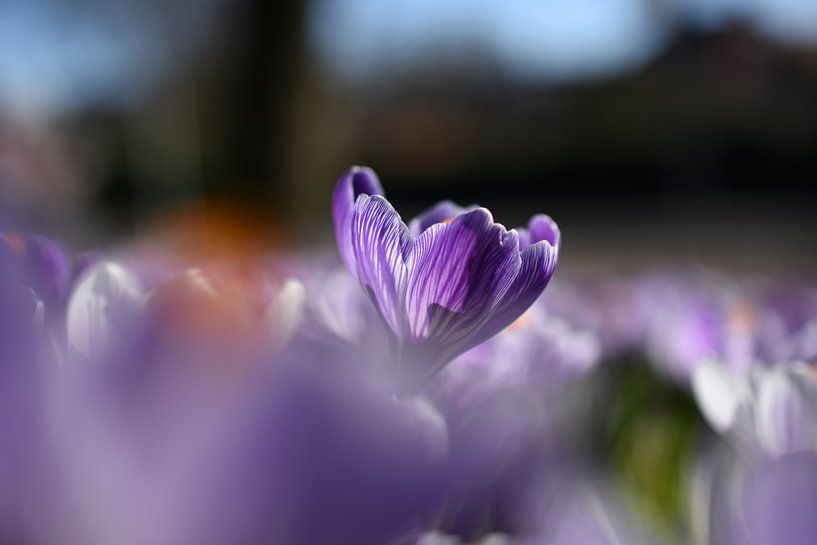 Lente in de lucht par Patricia van Nes