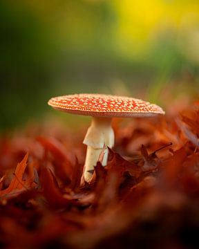 Fly agaric in autumn by Theo van Veenendaal