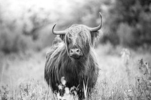 Scottish Highlander dans les hautes herbes au printemps, en noir et blanc