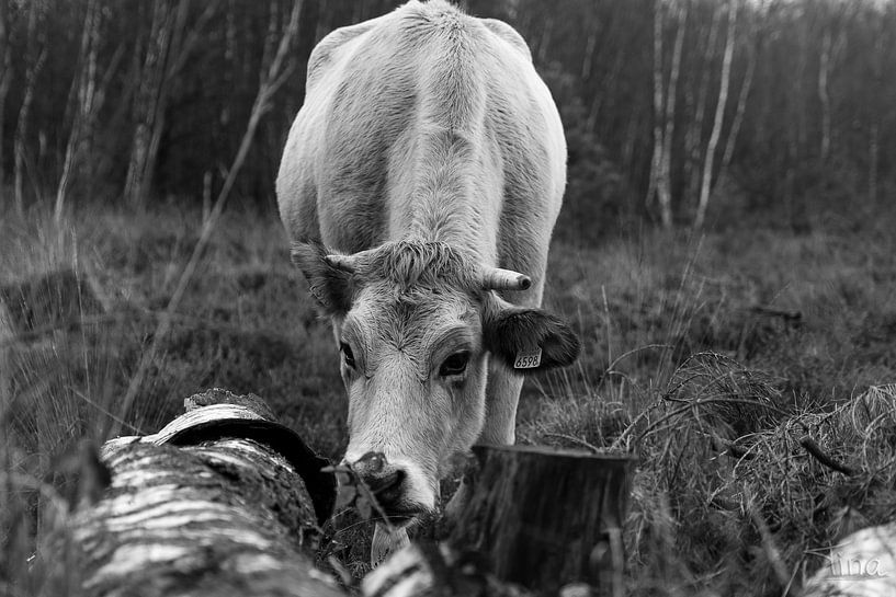 Die weiße Kuh in Woudenberg von Tina Linssen