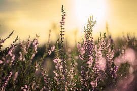 Blooming purple heather at sunset by Fotografiecor .nl