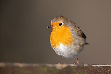 Robin (Erithacus rubecula) van Dirk Rüter