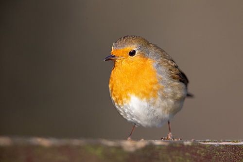 Rotkehlchen (Erithacus rubecula)
