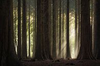 Sunbeams through the forest by Jeroen Lagerwerf thumbnail