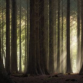Sunbeams through the forest by Jeroen Lagerwerf