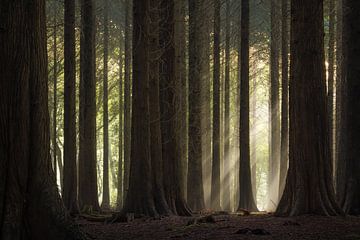 Des rayons de soleil à travers la forêt sur Jeroen Lagerwerf