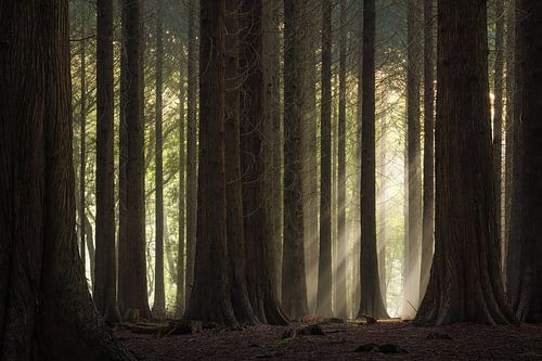 Sunbeams through the forest