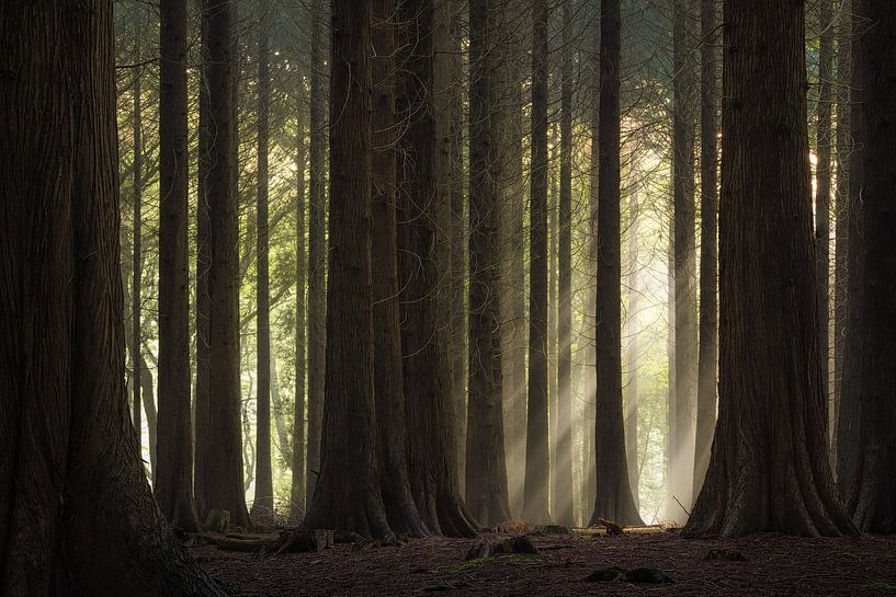 Sunbeams through the forest by Jeroen Lagerwerf