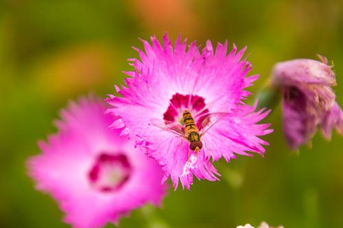 Zweefvlieg op een bloem