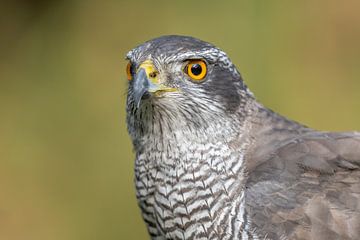 Northern goshawk Portrait by Sven Scraeyen