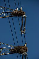 cigognes dans un poteau électrique en Algarve, Portugal
