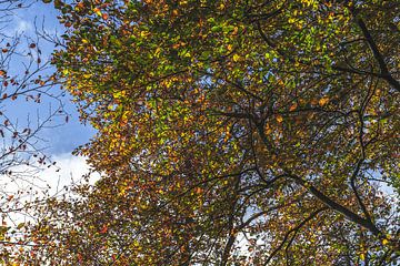 Kleurrijke herfst bladeren van Rob Baken