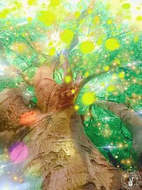 Soleil du Texas sur treesgivepeace.nl