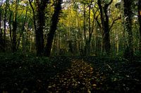 Herfst in het bos.
