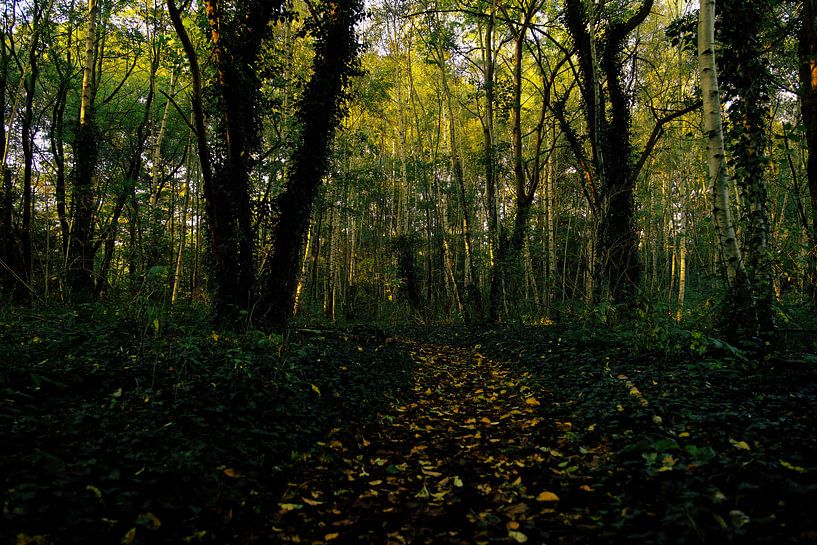 Autumn in the forest. by Tallest_tulip
