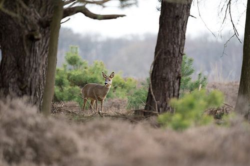 Chevreuil sur le veluwe