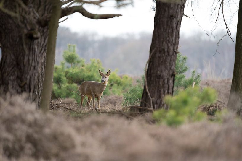 Ree op de veluwe van Between Light and Life