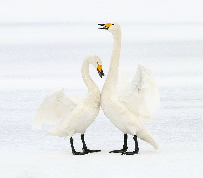 Love Is (Wilde Zwanen) van Harry Eggens