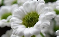 Weiße Blume von Tashina van Zwam Miniaturansicht