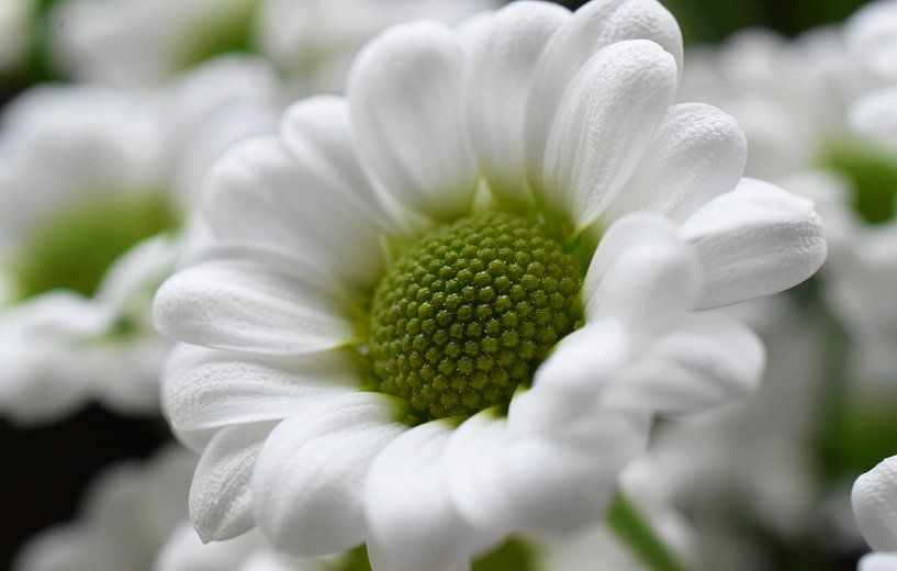 Weiße Blume von Tashina van Zwam