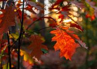 Close-up van rode herfstbladeren met bokeh op de achtergrond