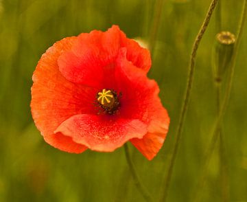 Un coquelicot rouge dans un champ sur Mieneke Andeweg-van Rijn