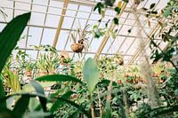 Hangende planten in botanische tuinkas