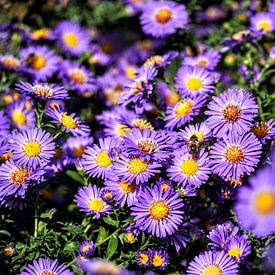 Asters with bee by Loes