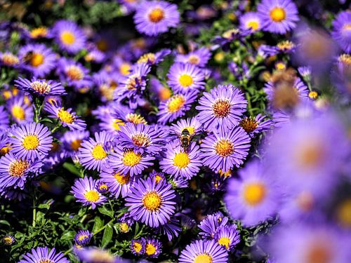Asters with bee