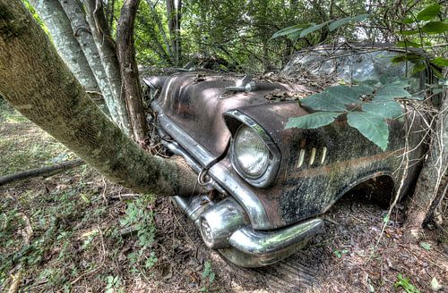 Car eats tree