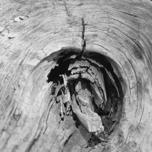 Tree trunk full of veins