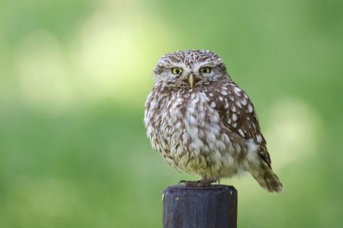 Little owl on pole